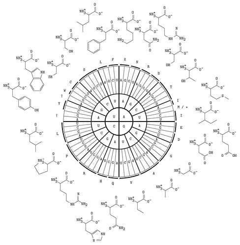 RNA codons table